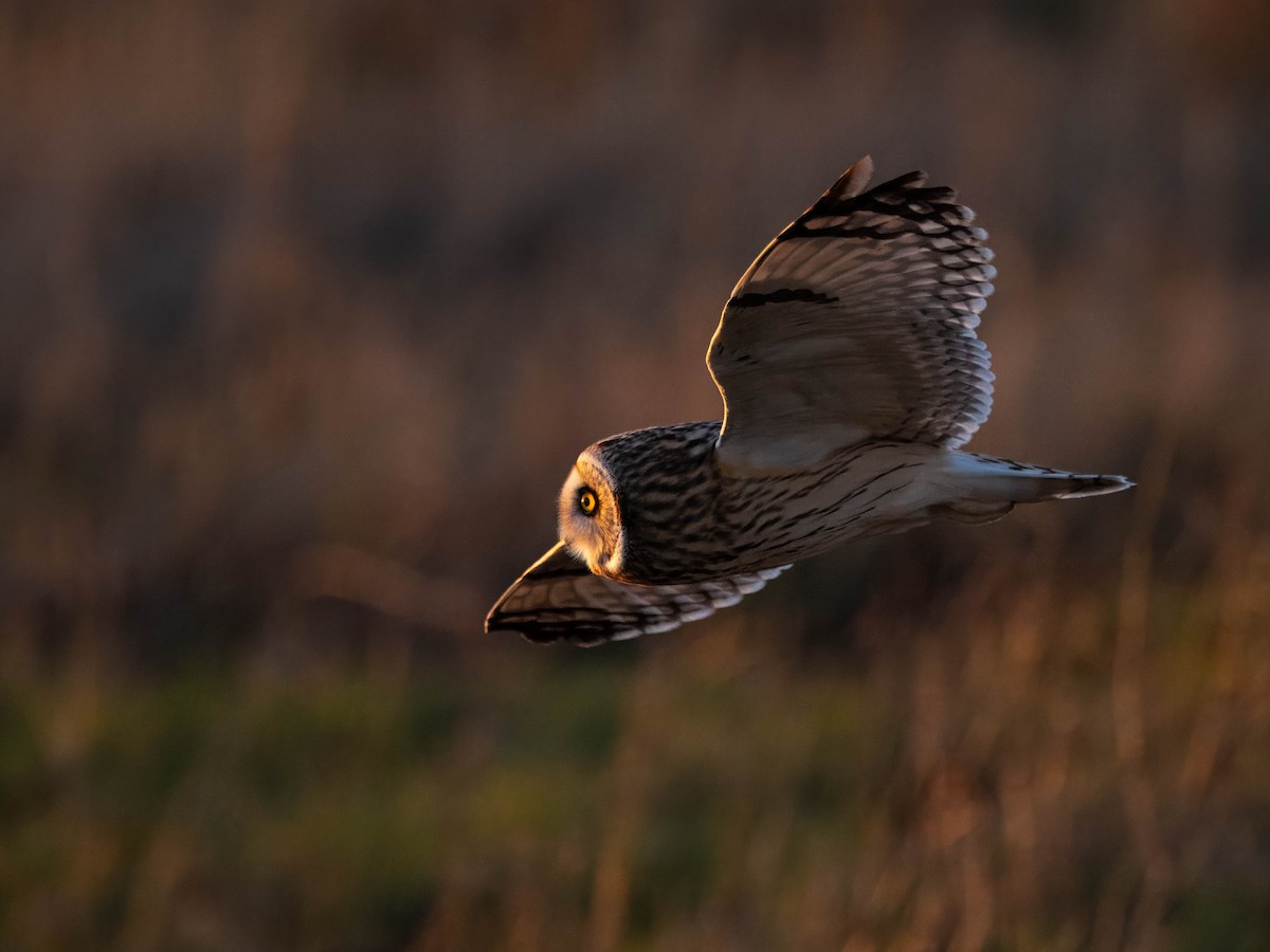 Short-eared Owl - ML616840519