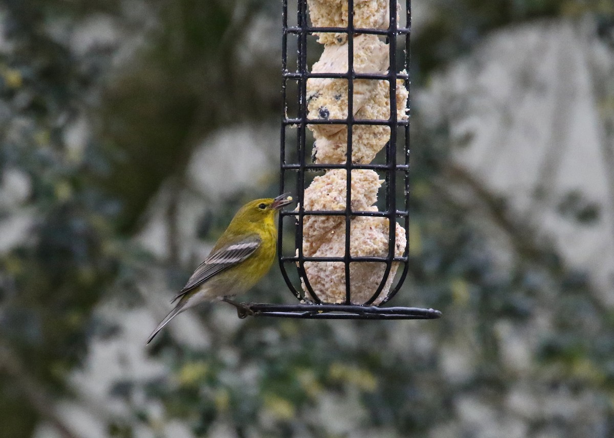 Pine Warbler - ML616840527