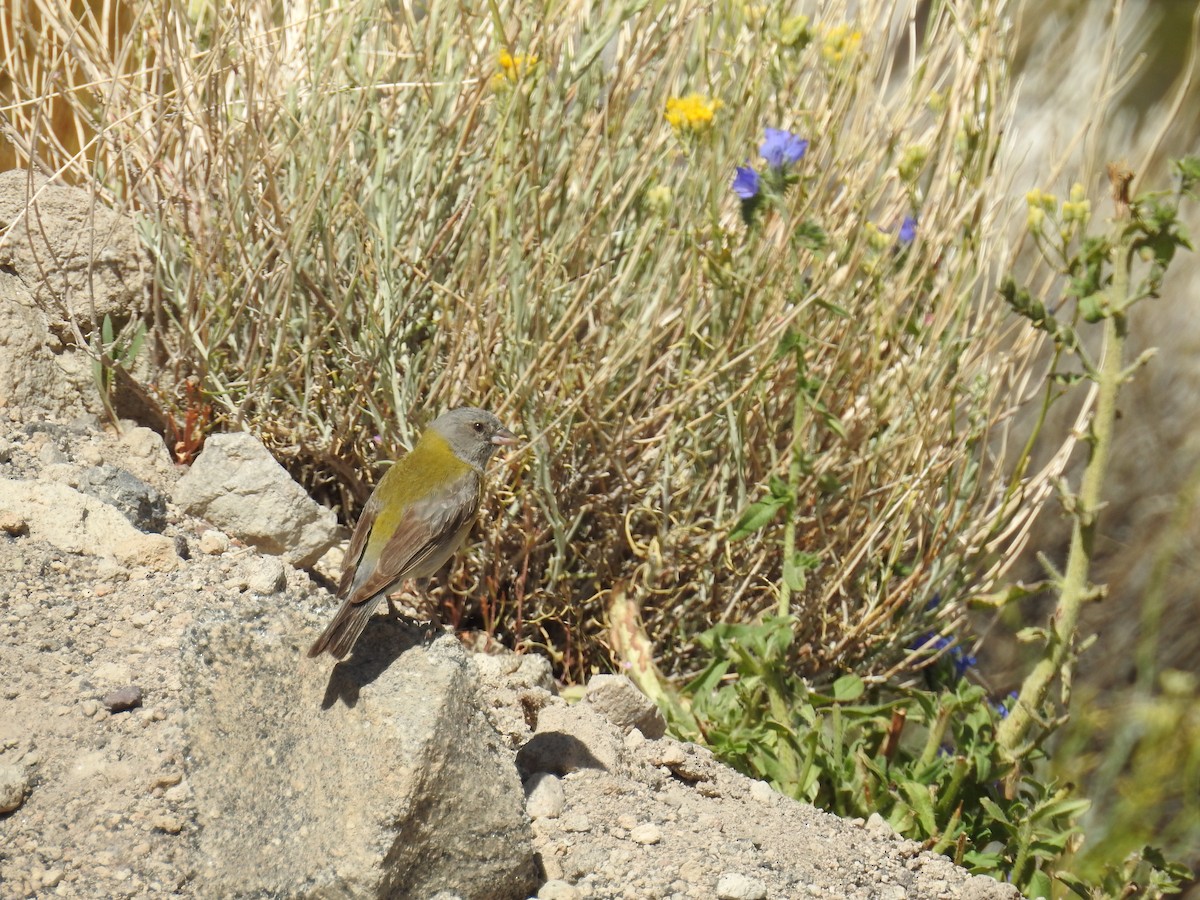 Patagonian Sierra Finch - adriana centeno