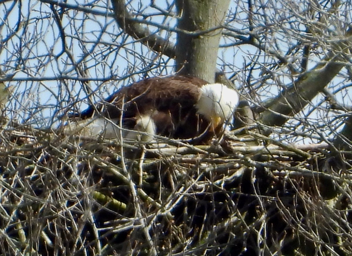 Weißkopf-Seeadler - ML616840560