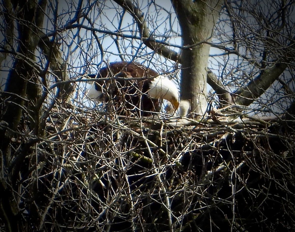 Weißkopf-Seeadler - ML616840561