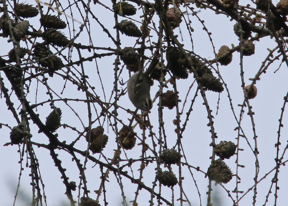 Golden-crowned Kinglet - M Lombard