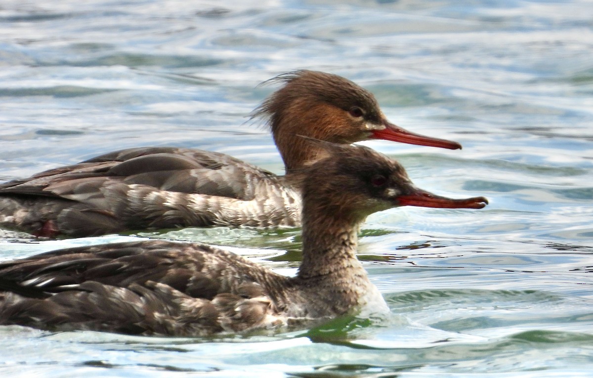 Red-breasted Merganser - Kisa Weeman