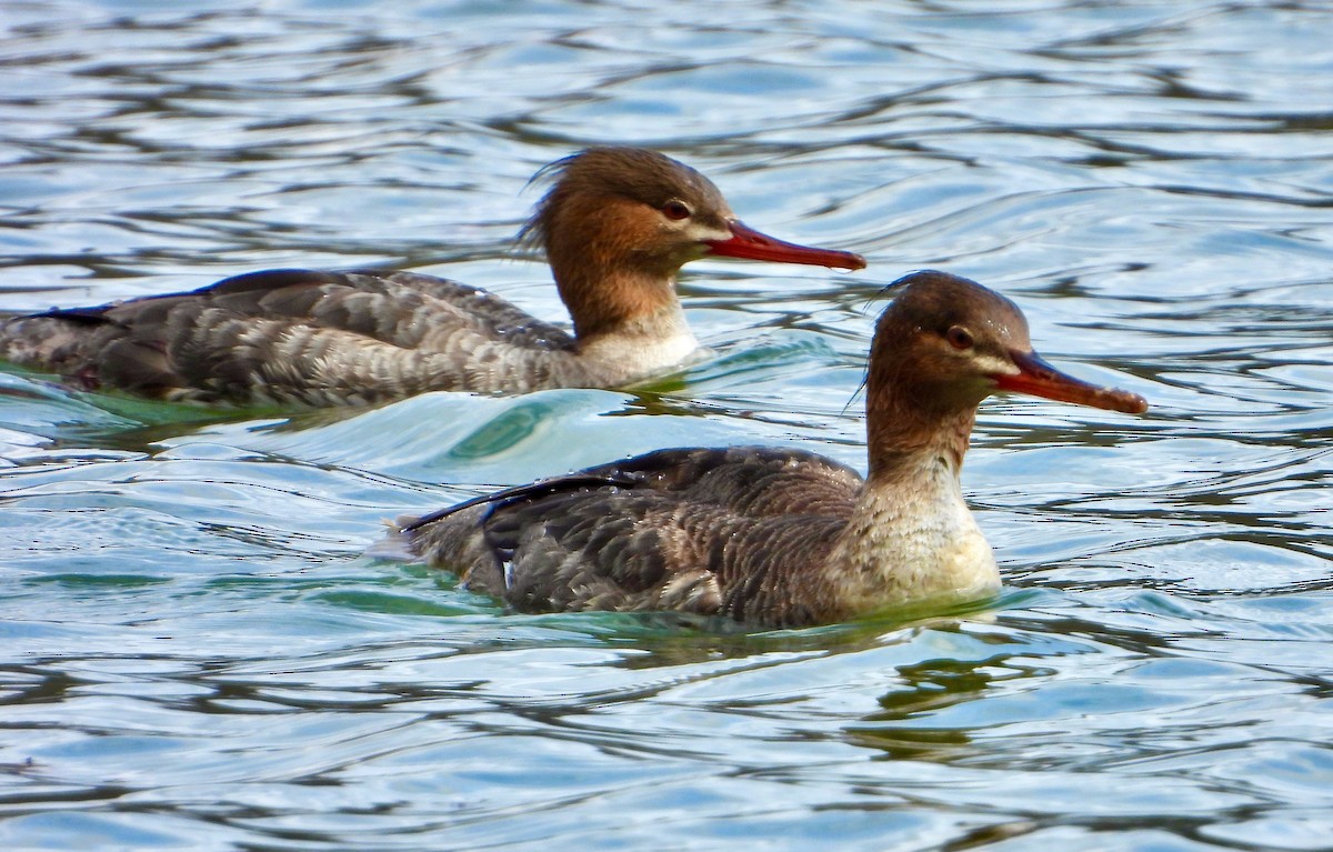 Red-breasted Merganser - ML616840621