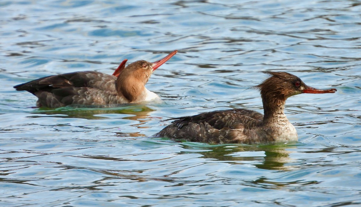 Red-breasted Merganser - ML616840622