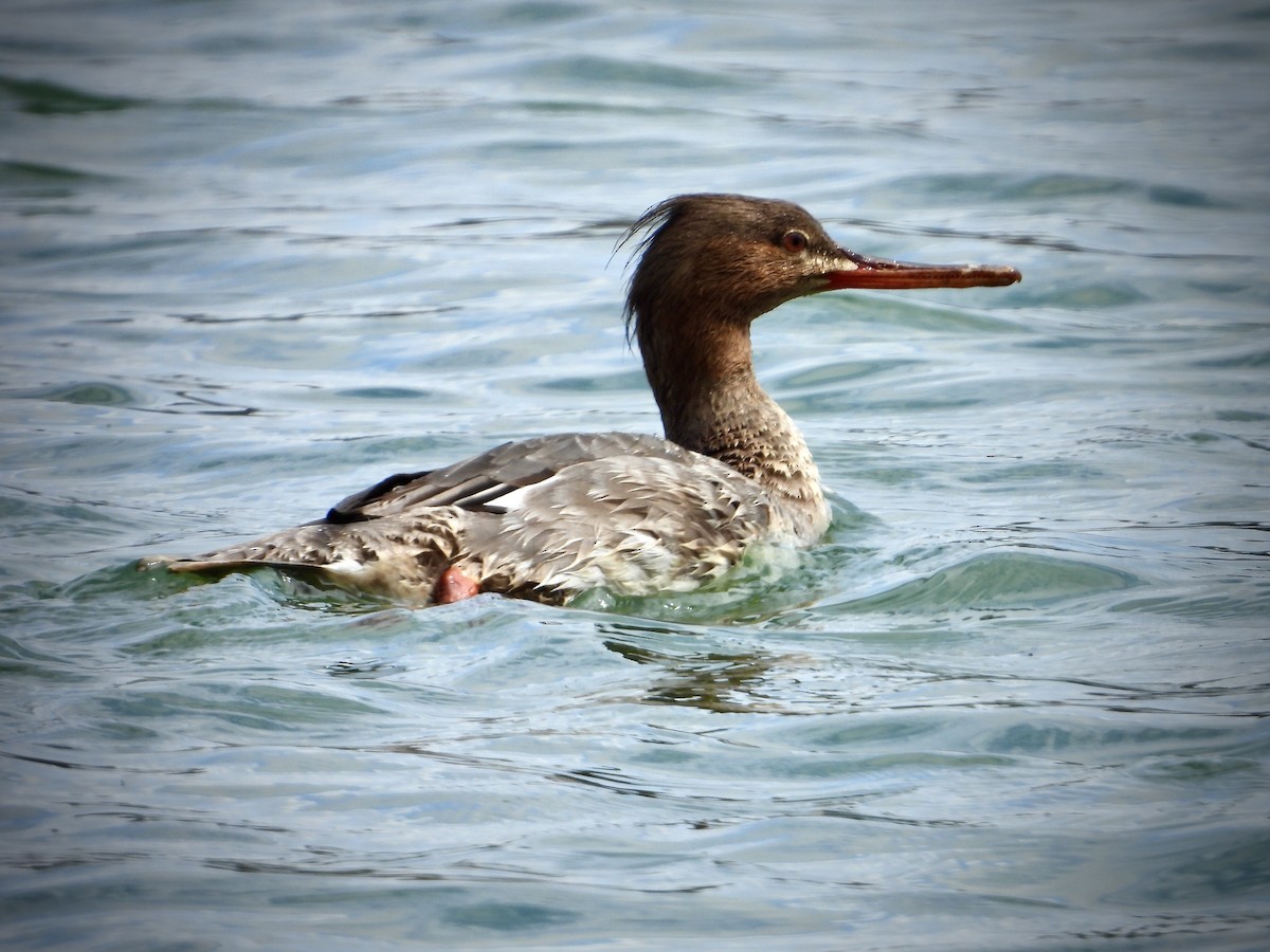 Red-breasted Merganser - ML616840623