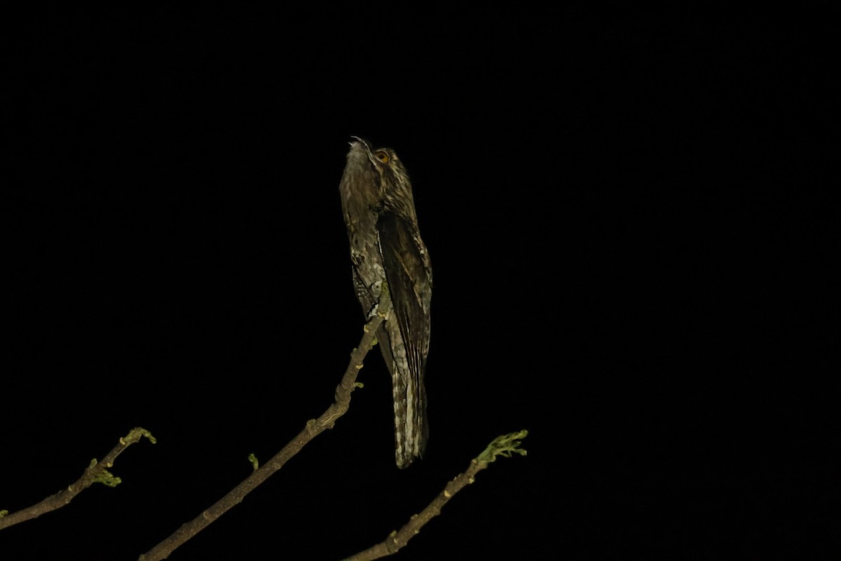 Northern Potoo - ML616840625