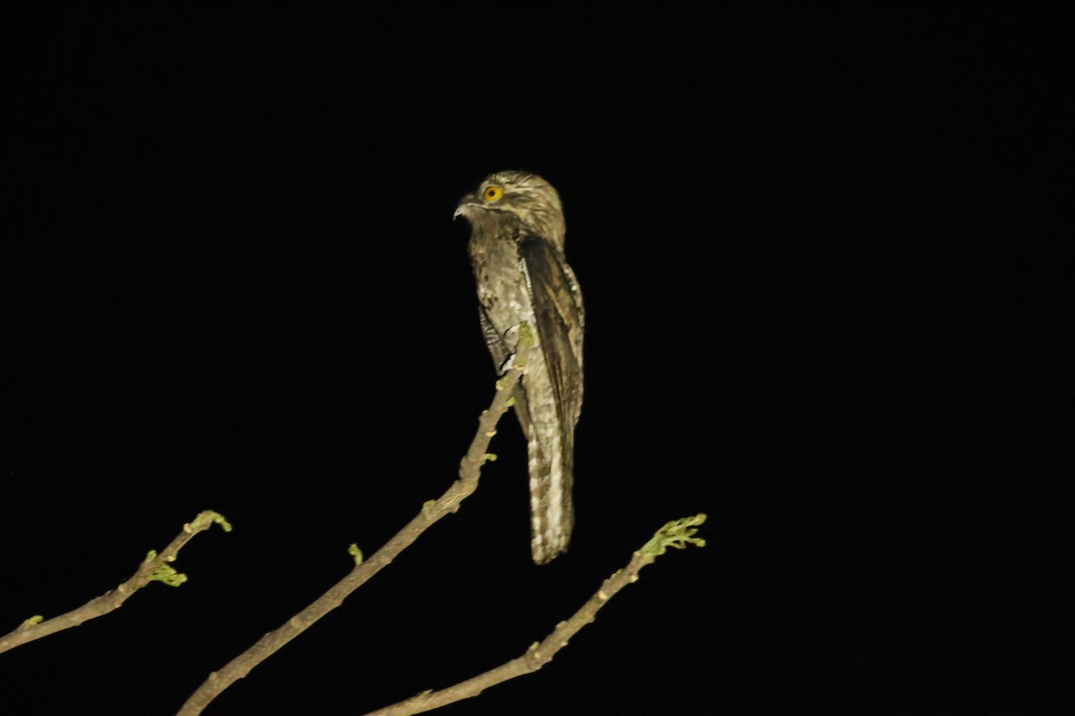 Northern Potoo - ML616840626