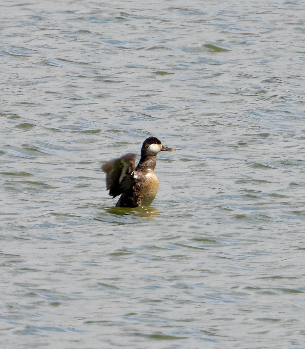 Ruddy Duck - ML616840640