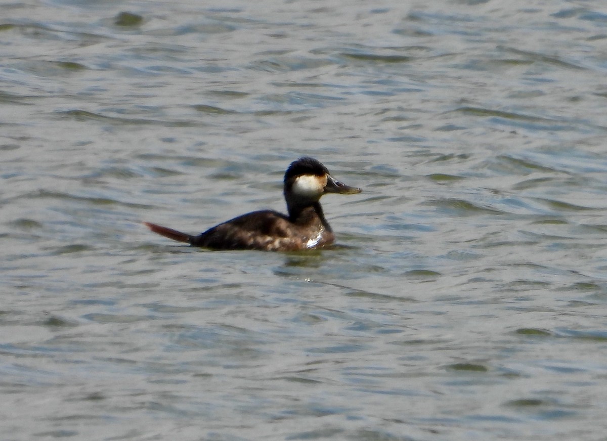 Ruddy Duck - ML616840641