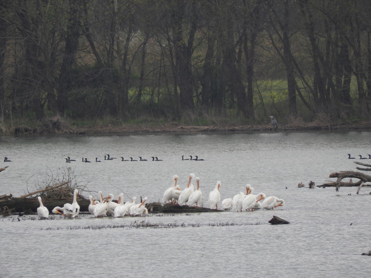 American White Pelican - ML616840663