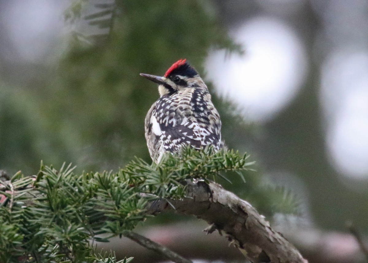 Yellow-bellied Sapsucker - ML616840744