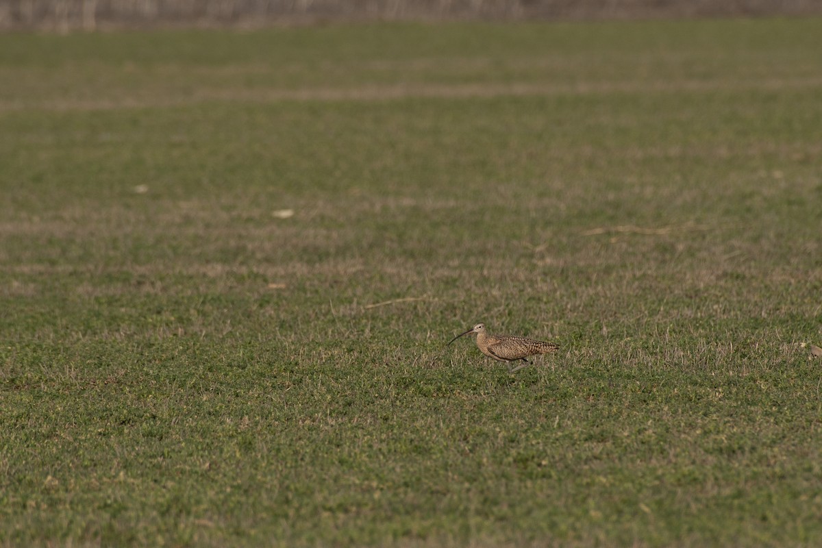 Rostbrachvogel - ML616840794