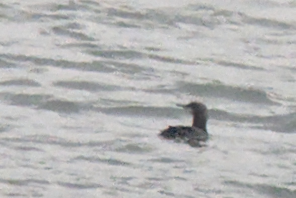 Pacific Loon - ML616840806