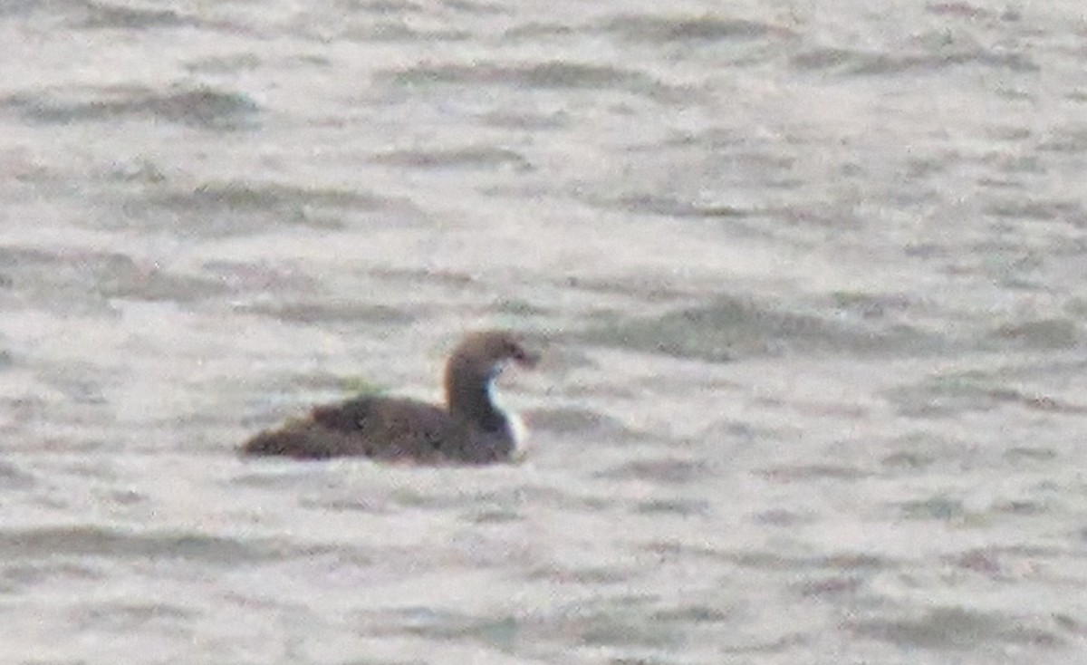 Pacific Loon - ML616840808