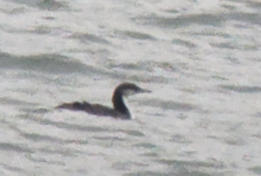 Pacific Loon - ML616840813