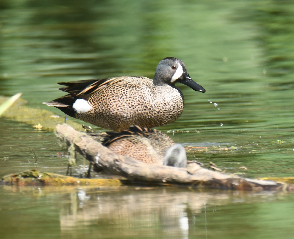 Blue-winged Teal - Leonardo Guzmán (Kingfisher Birdwatching Nuevo León)