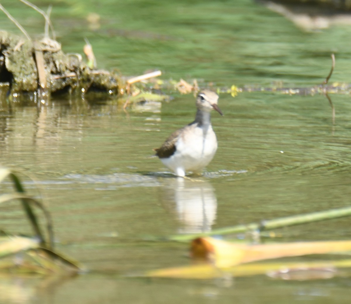 Spotted Sandpiper - ML616840857