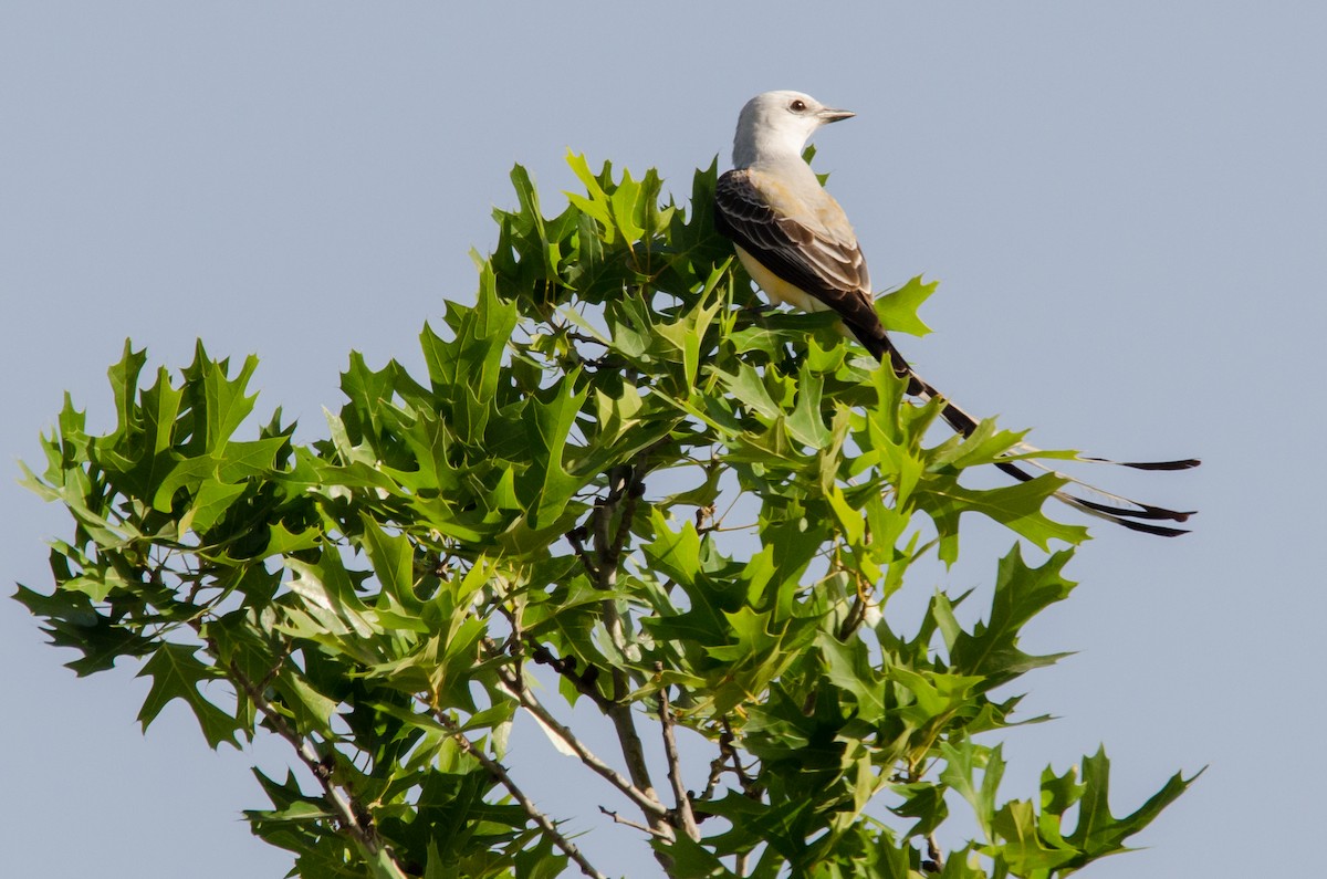 Scissor-tailed Flycatcher - ML616840860