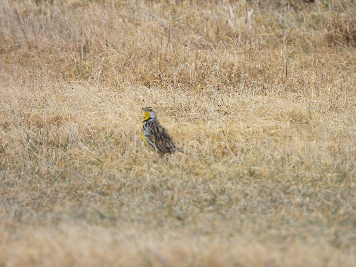 Eastern Meadowlark - L R