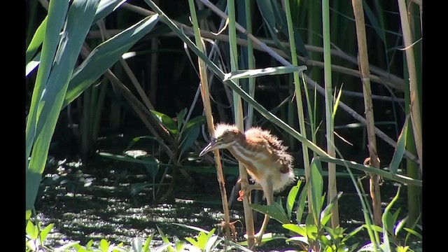 Least Bittern - ML616840917