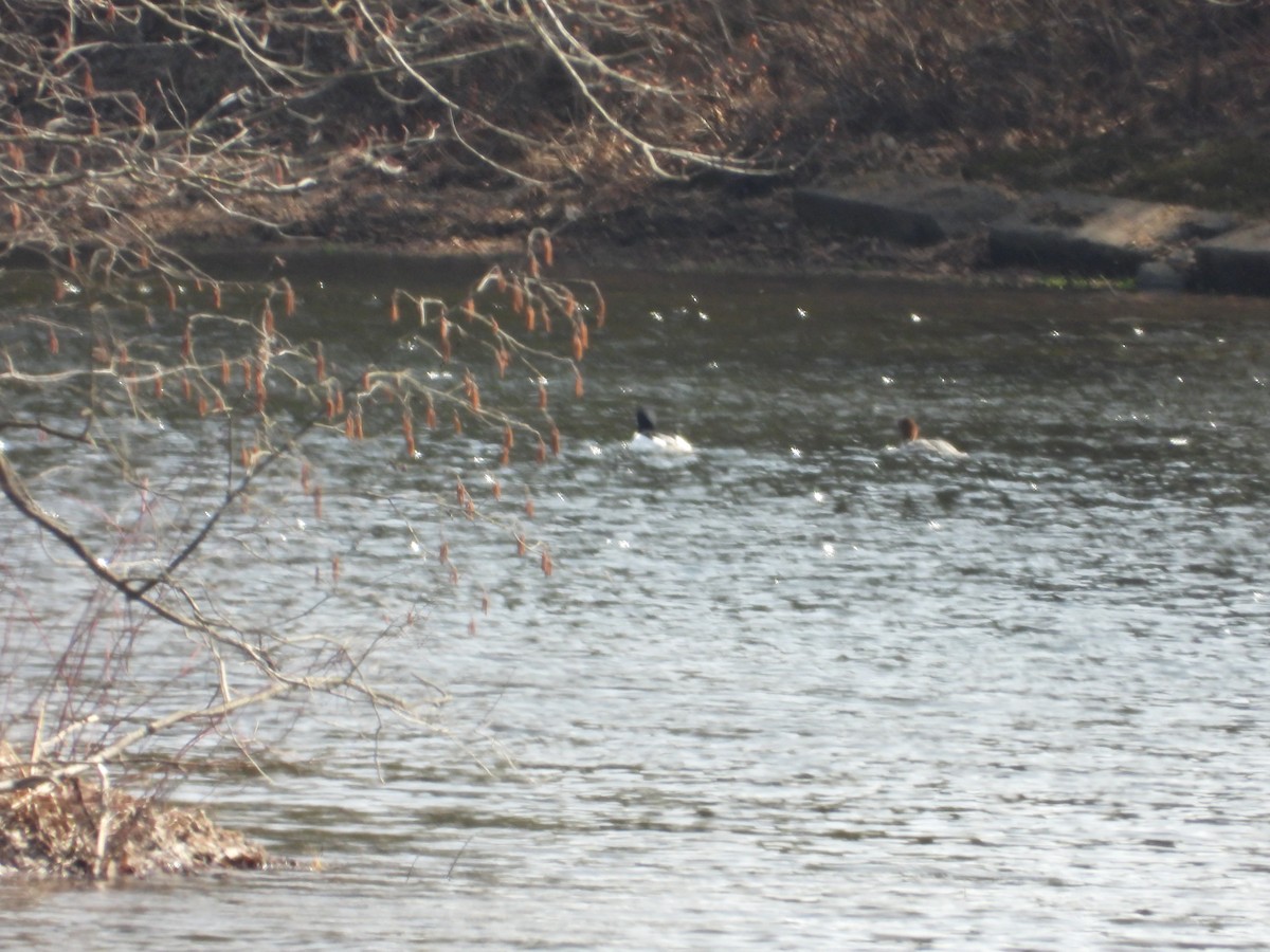 Common Merganser - ML616840962