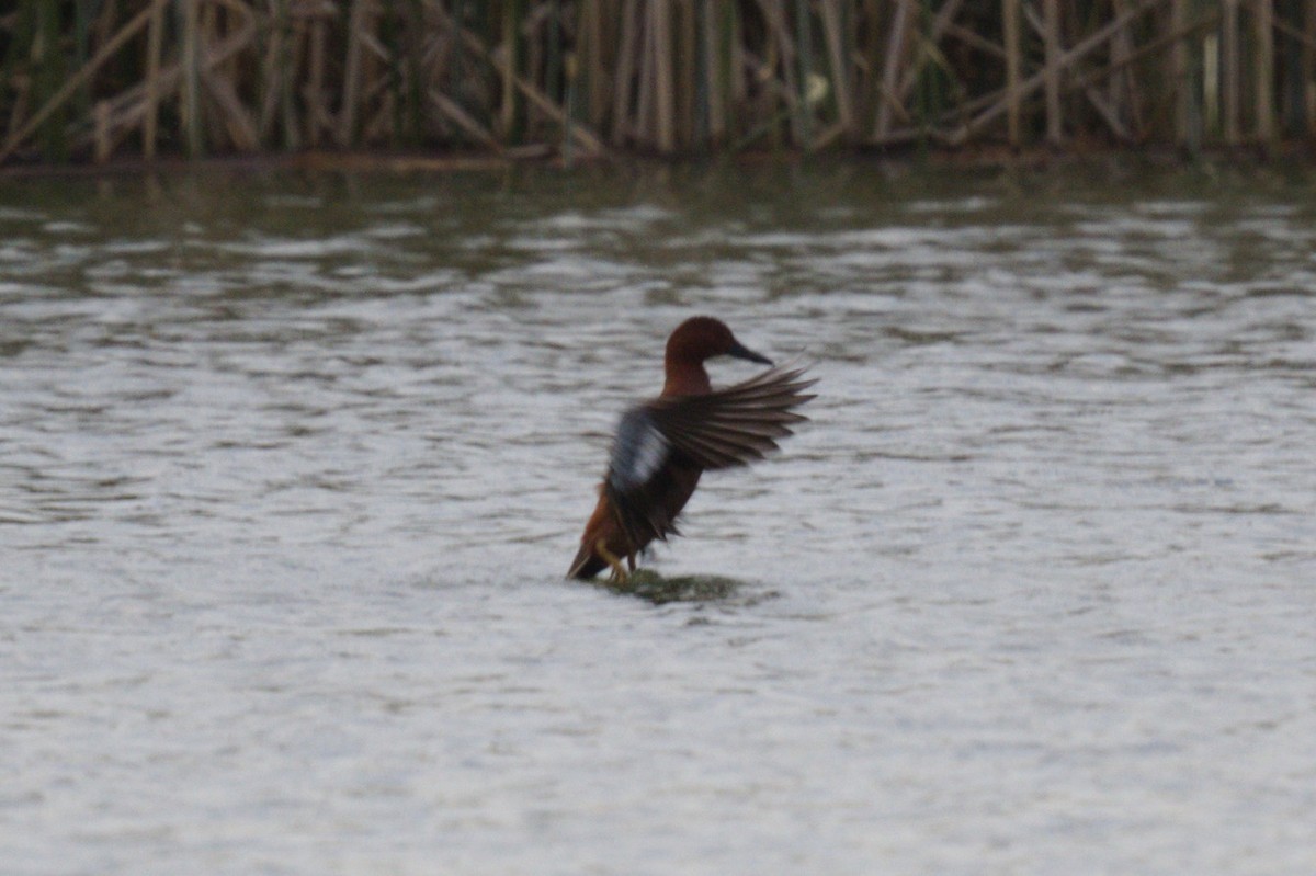 Cinnamon Teal - Nico Stuurman