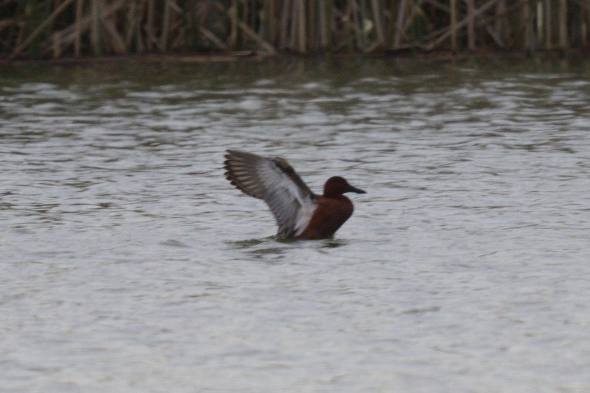 Cinnamon Teal - Nico Stuurman