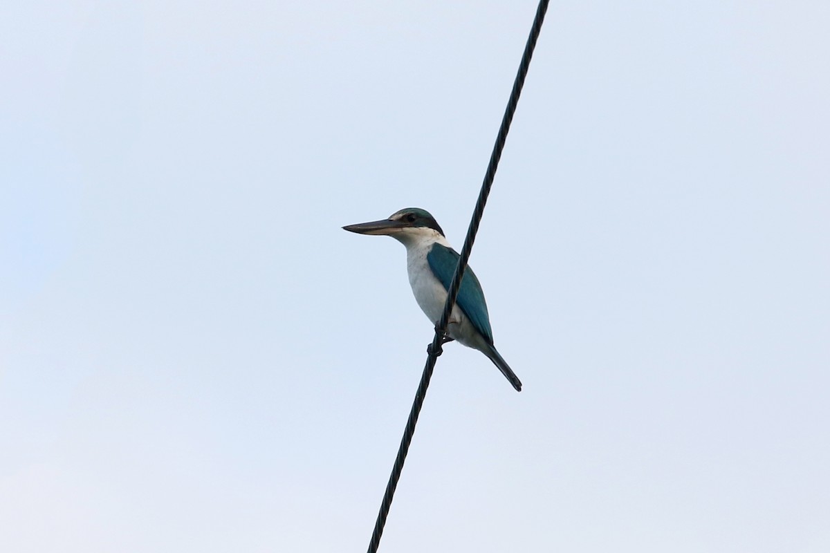 Collared Kingfisher - ML616840987