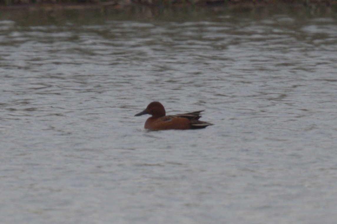 Cinnamon Teal - Nico Stuurman