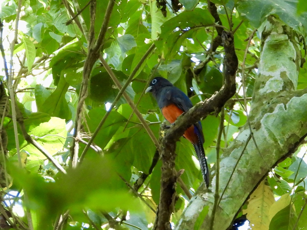 Baird's Trogon - ML616841080