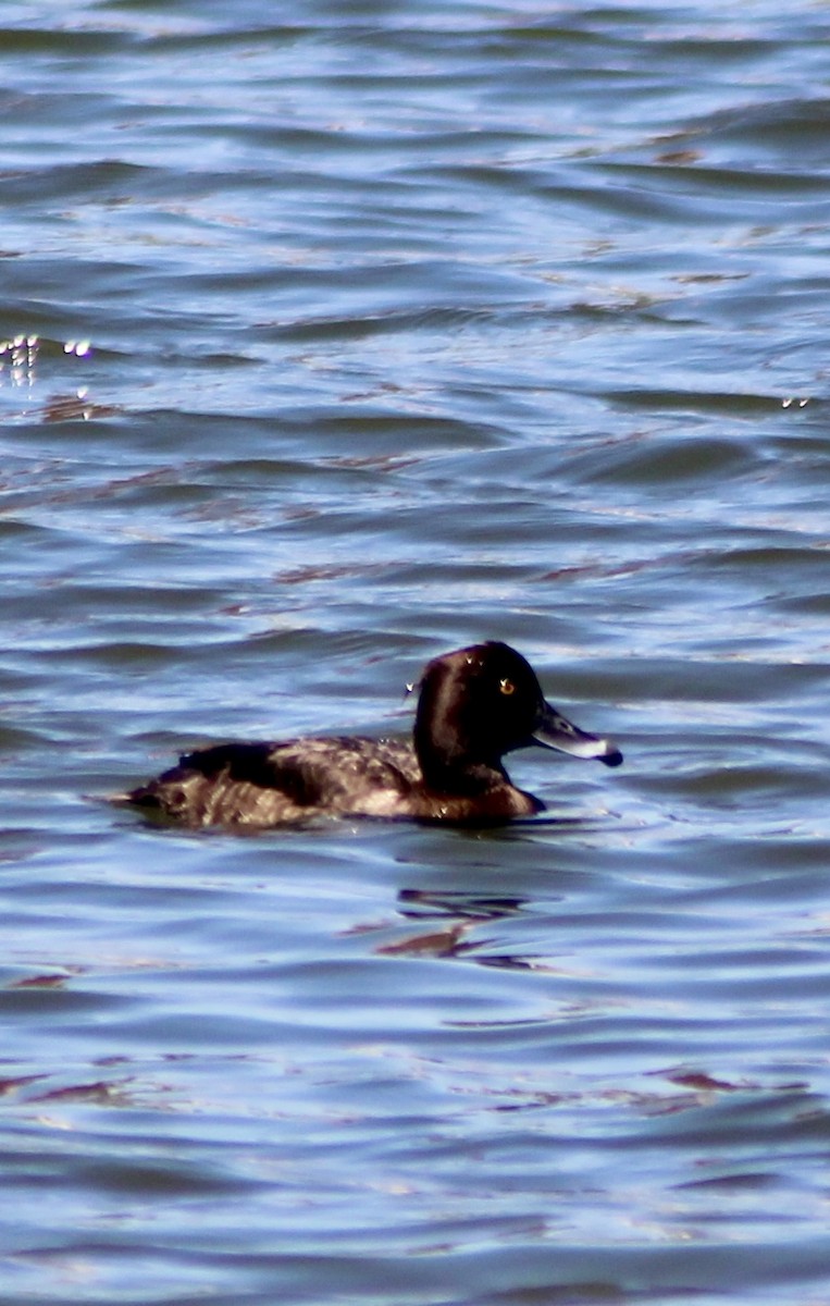 Tufted Duck - ML616841177