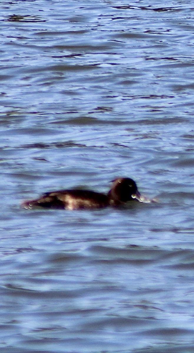 Tufted Duck - ML616841180