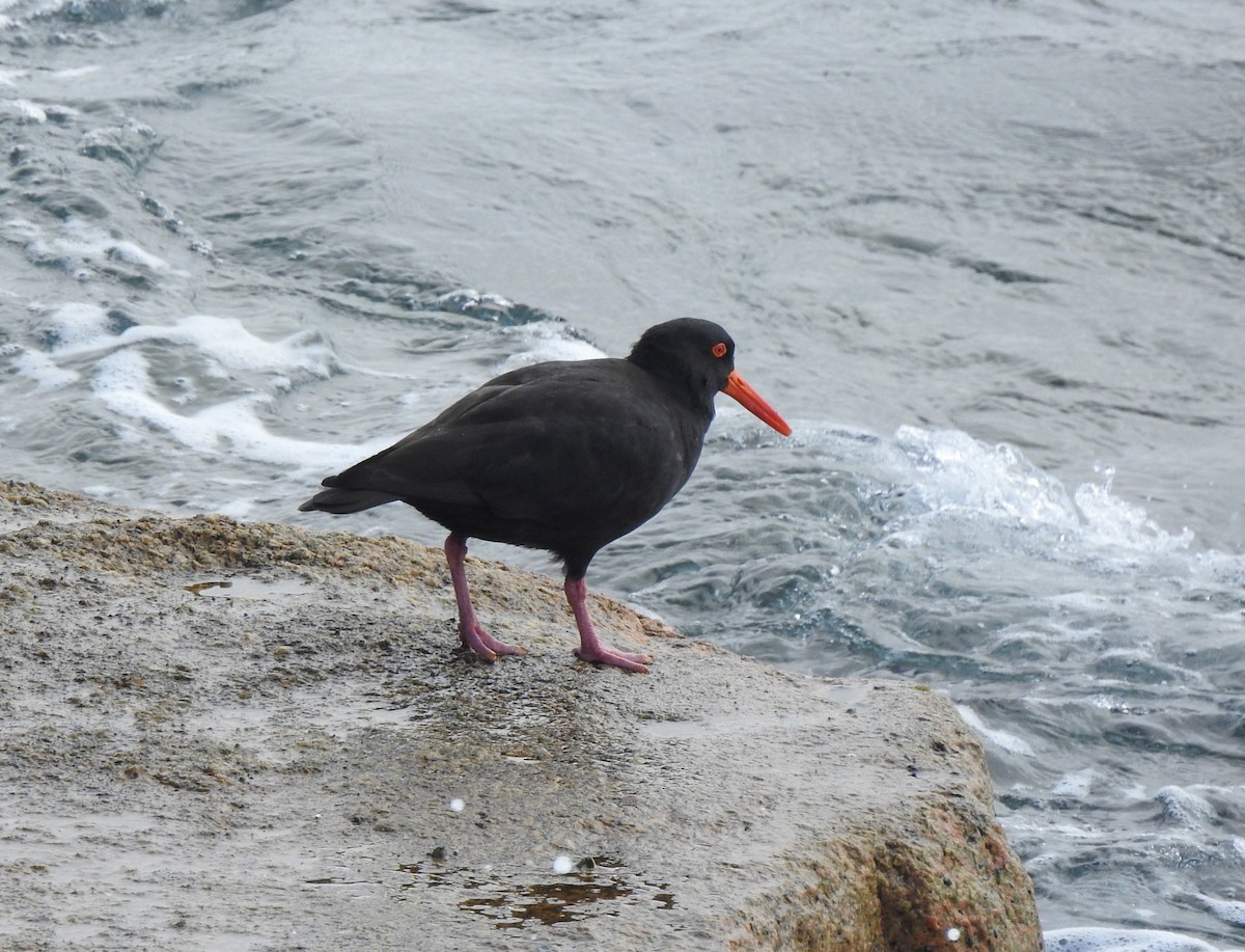 Sooty Oystercatcher - ML616841187