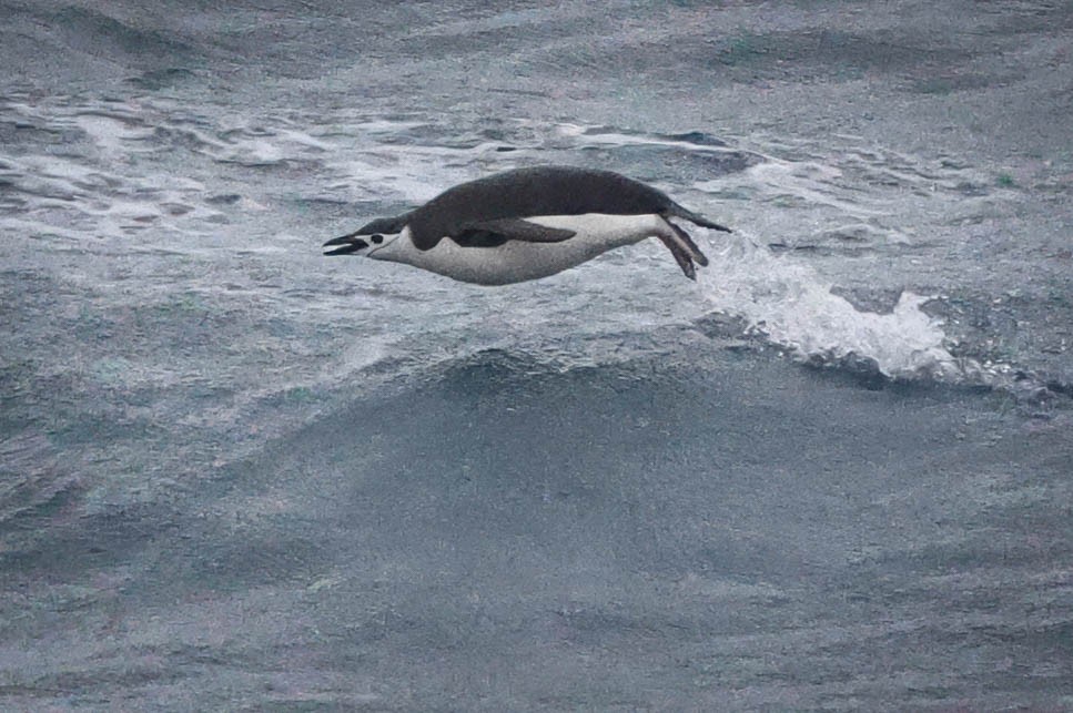 Manchot à jugulaire - ML616841205