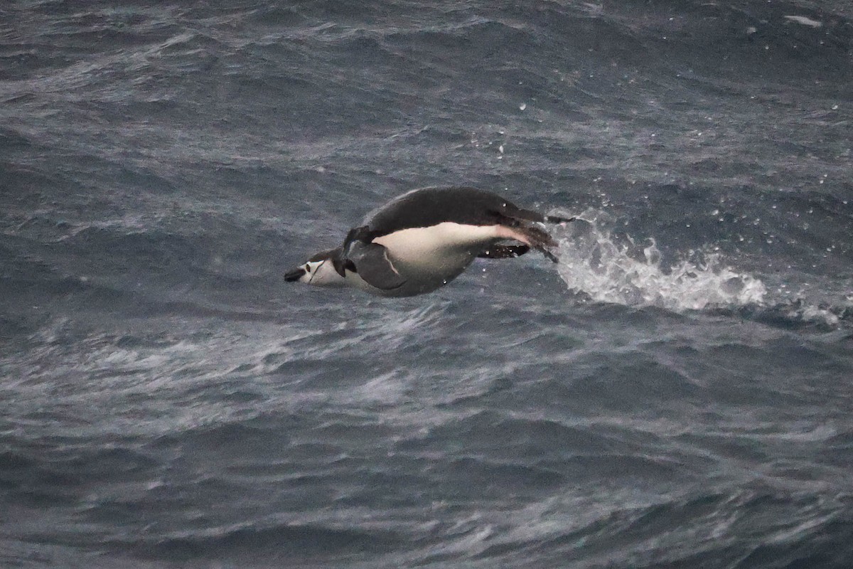 Антарктический пингвин - ML616841228