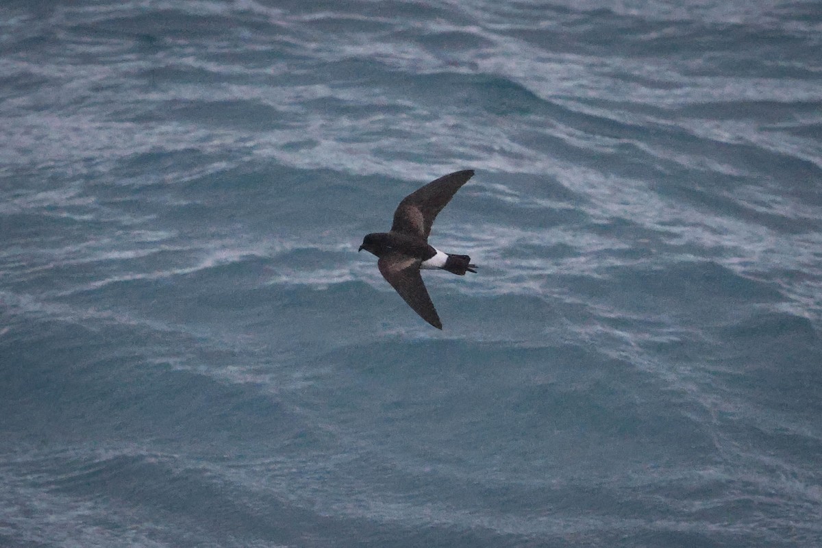 oseanstormsvale - ML616841230