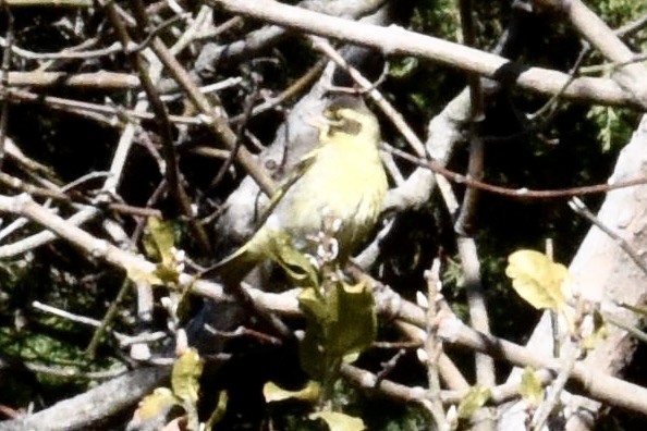 Yellow-breasted Greenfinch - ML616841269