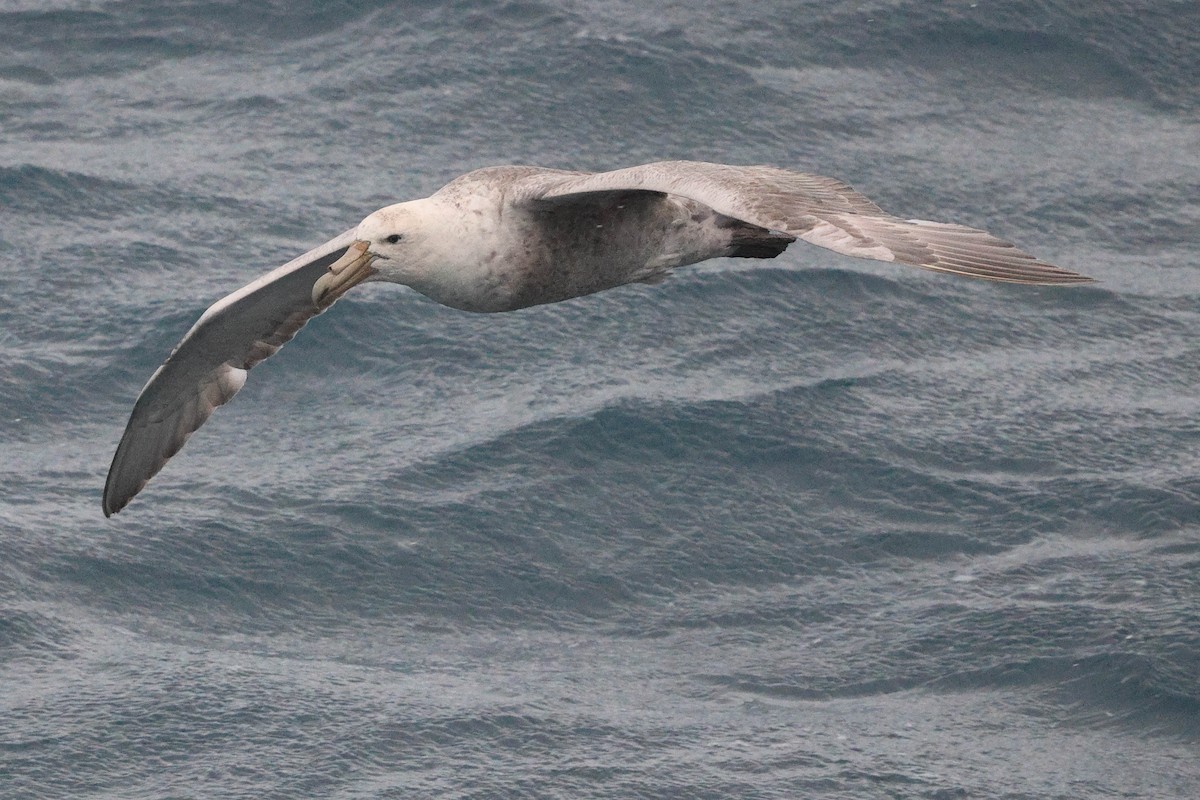 Pétrel géant - ML616841276