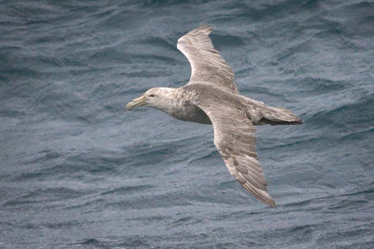 Southern Giant-Petrel - Skip Russell