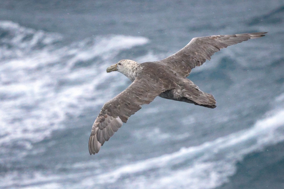 sørkjempepetrell - ML616841314