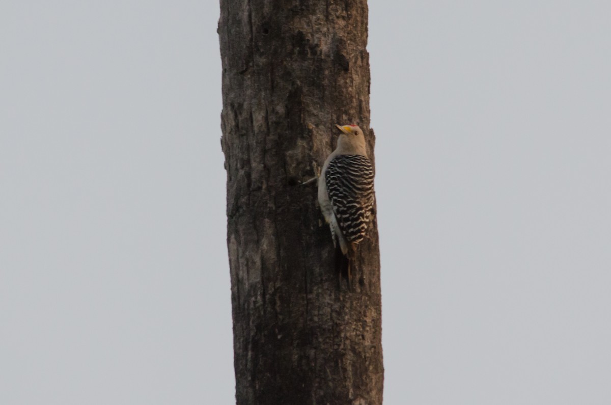 Golden-fronted Woodpecker - ML616841323