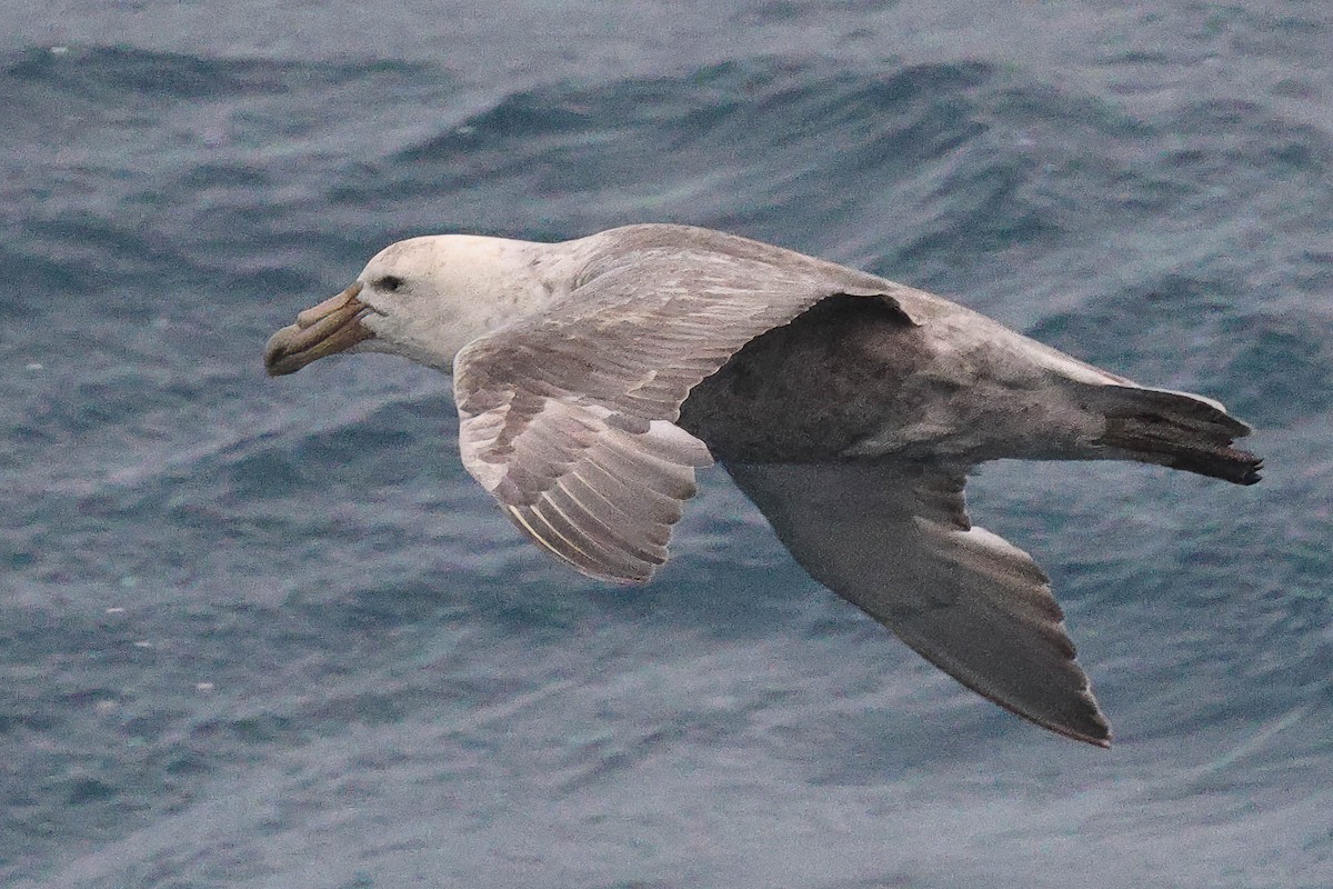 Pétrel géant - ML616841353