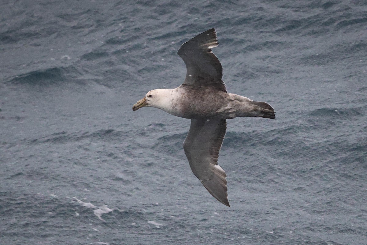 Southern Giant-Petrel - ML616841358