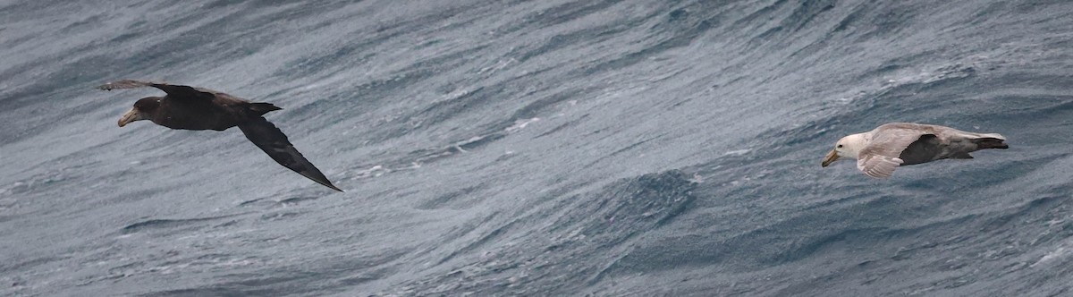 nordkjempepetrell - ML616841372