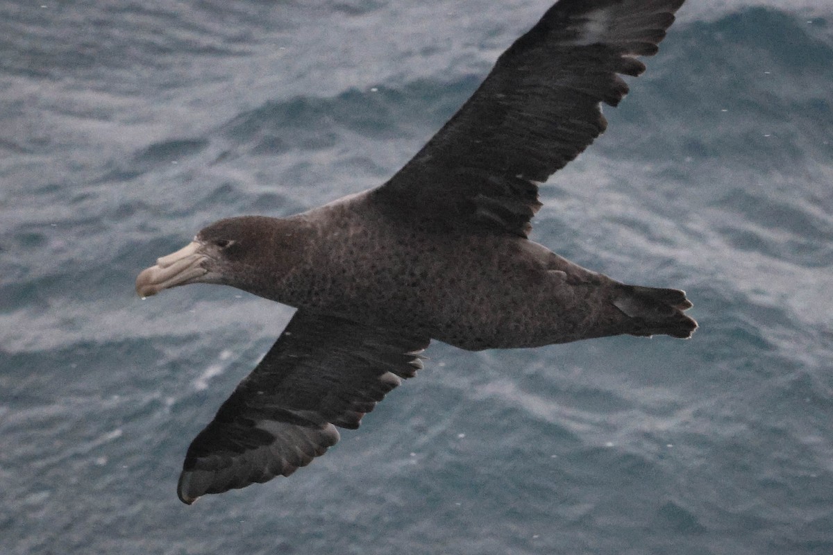 nordkjempepetrell - ML616841374