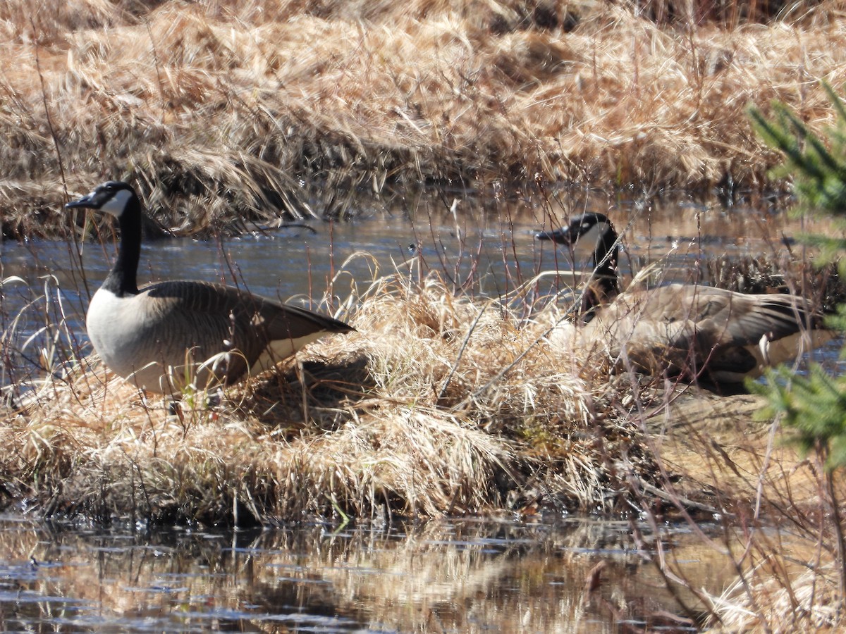 Canada Goose - Denis Provencher COHL