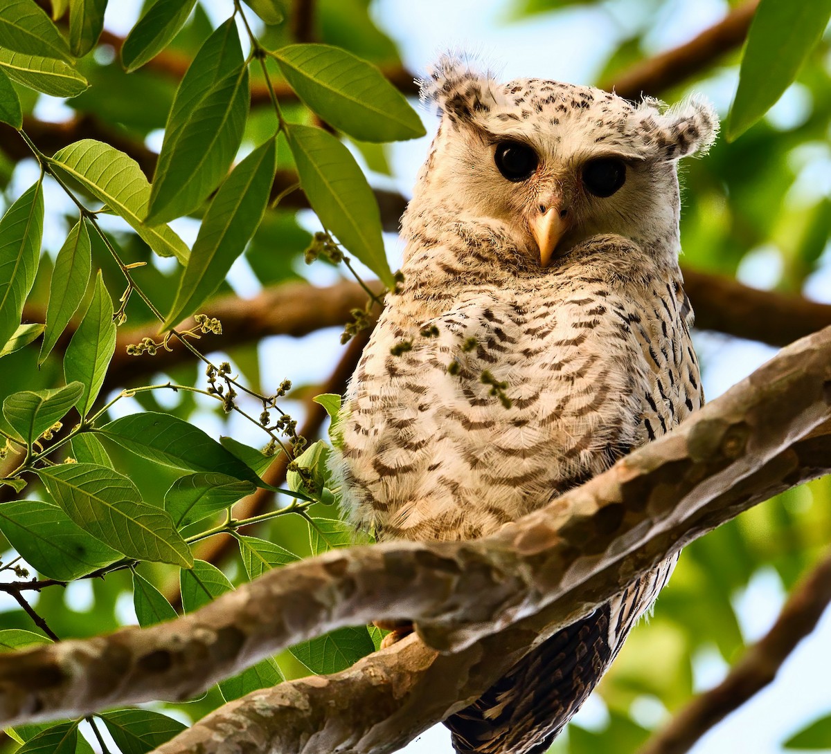 Spot-bellied Eagle-Owl - ML616841403