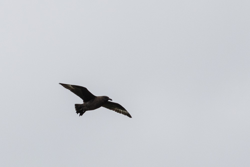 Brown Skua - ML616841431