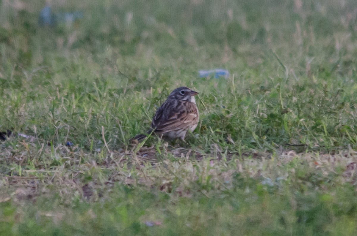 Vesper Sparrow - ML616841438